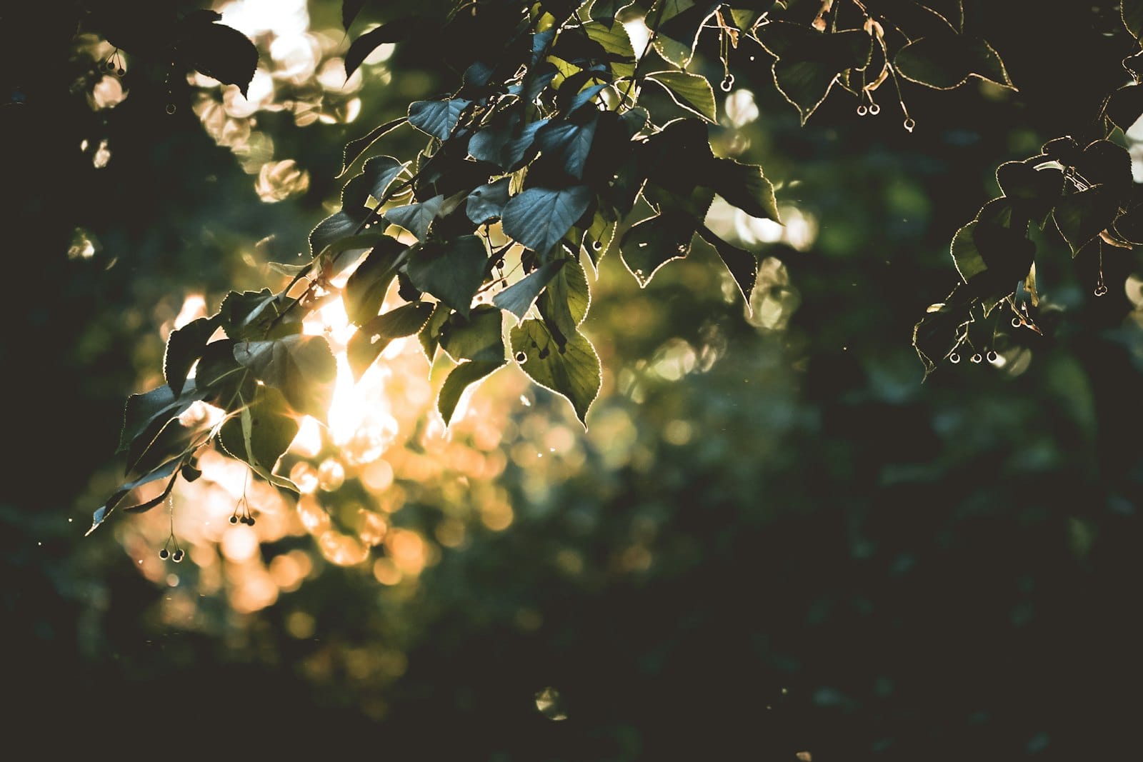 Leaves in late sun