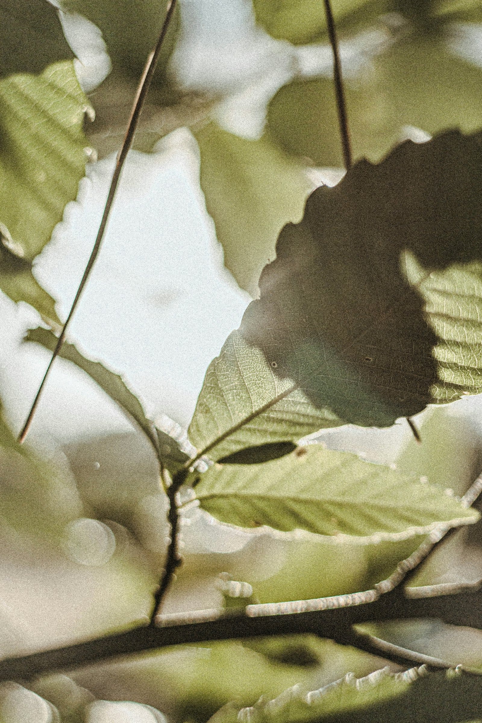 Soft light through a leaf